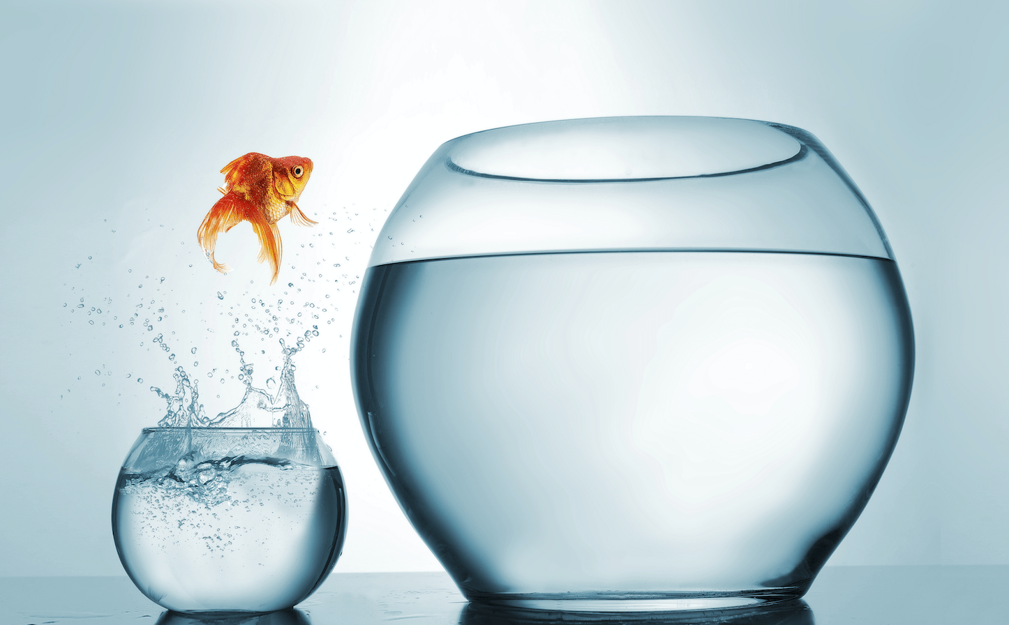 A goldfish jumps from a small bowl to a larger one