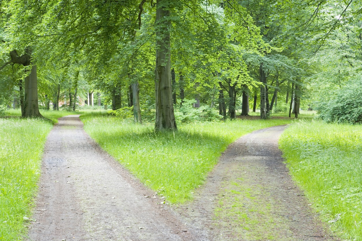 Two diverging paths in a lush green forest, representing the decision-making in a strategic career change